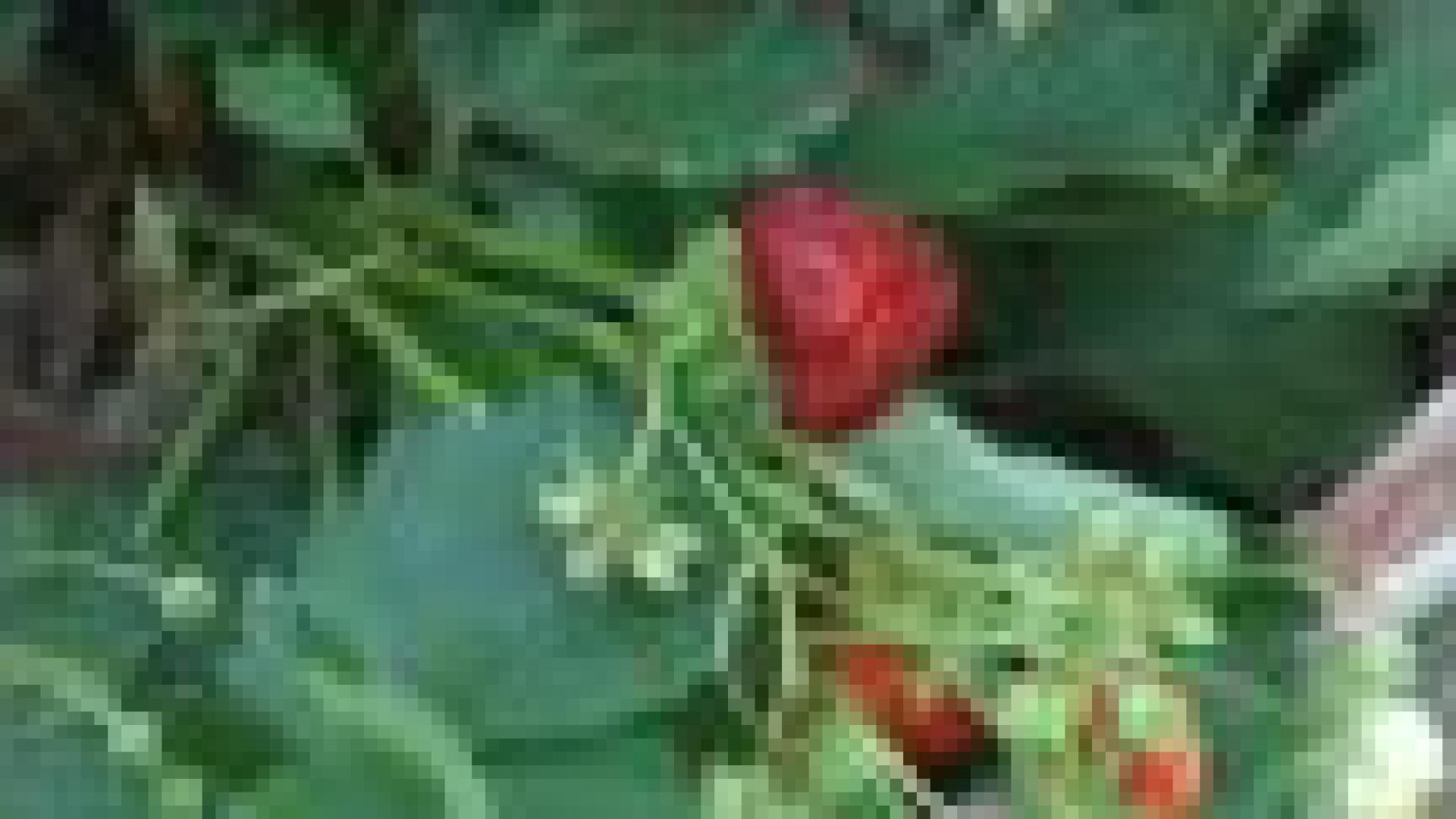Potager de légumes anciens 